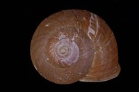 藏品(斯文豪氏大蝸牛)的圖片